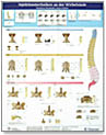 Injection Therapy on the Spinal Column - Wallchart